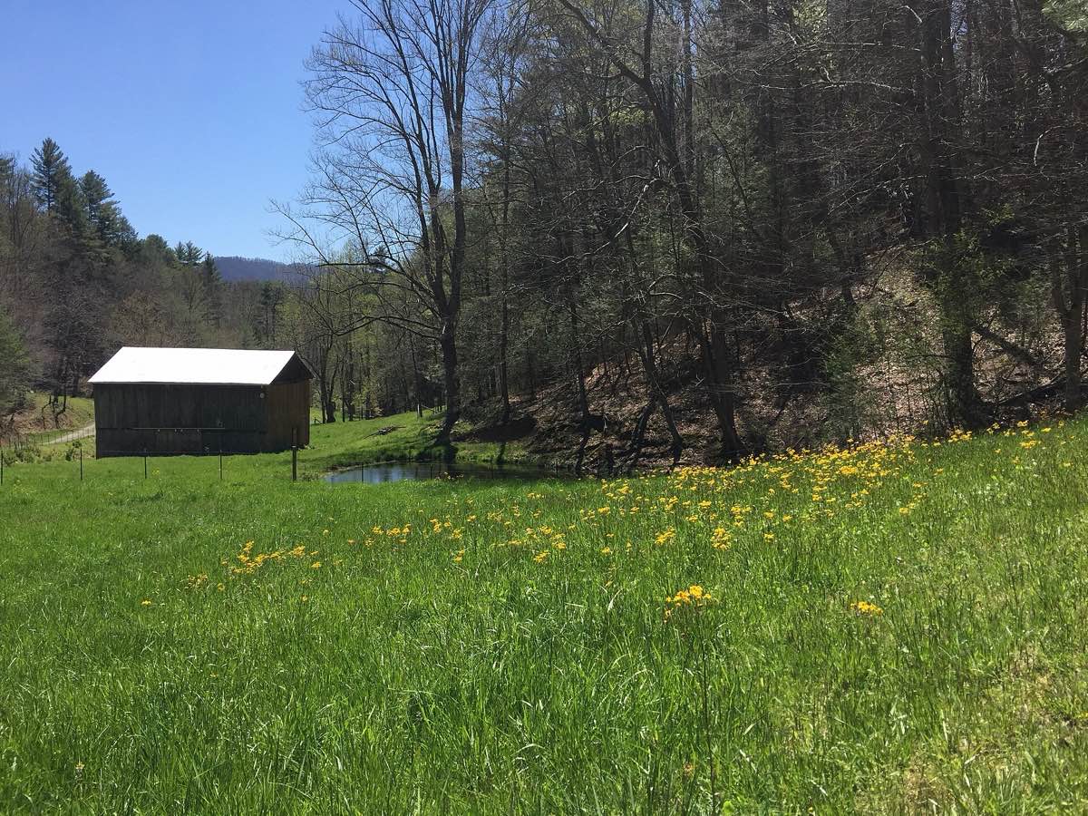 A small tobacco barn at the edge of a green meadow scattered with yellow wildflowers, below wooded hills in Madison County